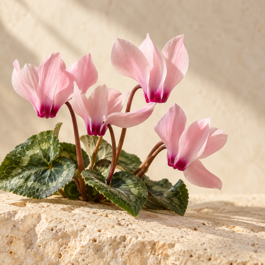 a small cluster of pale pink cyclamen flowers with swept-back petals