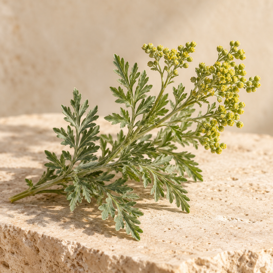 a small sprig of davana with delicate silver-green leaves