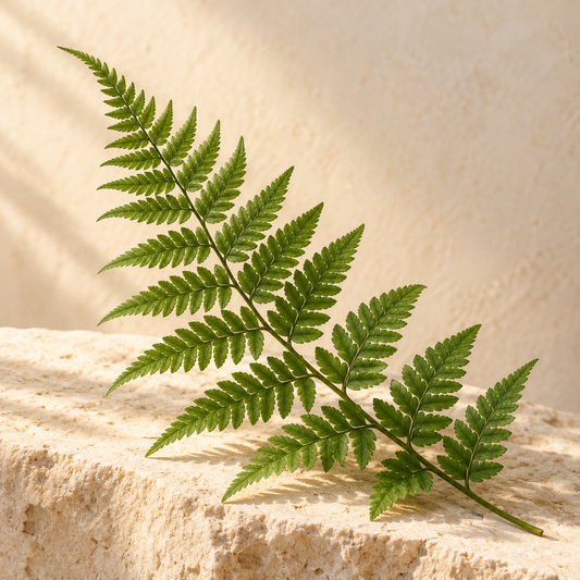 one delicate green fern frond