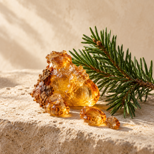 golden fir resin drops beside a small fir sprig