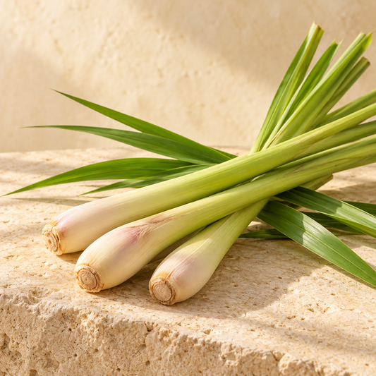 fresh lemongrass stalks with a few green leaves