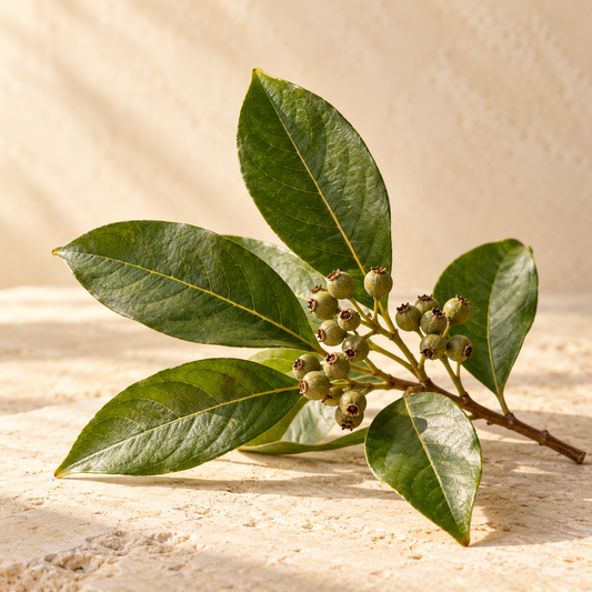 a fresh allspice leaf sprig, Pimenta dioica, no chili pepper