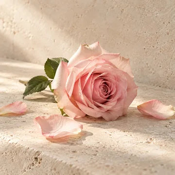 Rose scent impression