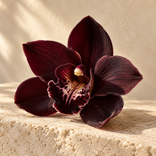 a very dark burgundy orchid blossom