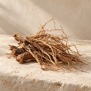 a small loose bundle of dried cypriol roots