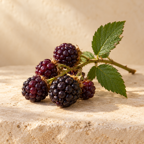 dark purple dewberries on a small stem