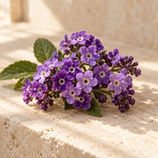a small cluster of delicate purple heliotrope flowers