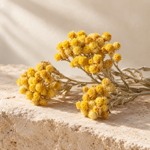 a few dried golden yellow immortelle flower clusters