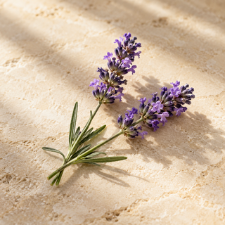 two delicate lavender sprigs with purple blossoms