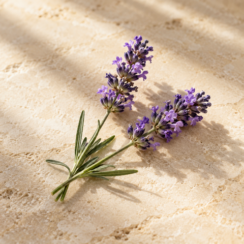 two delicate lavender sprigs with purple blossoms