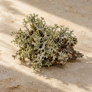 a small textured tuft of pale green-grey oakmoss lichen on bark
