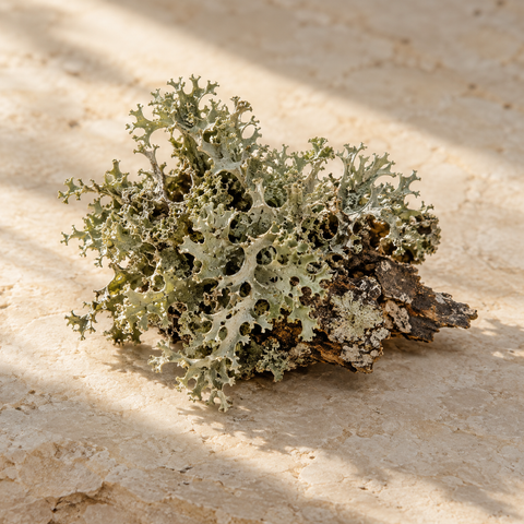 a small textured tuft of pale green-grey oakmoss lichen on bark