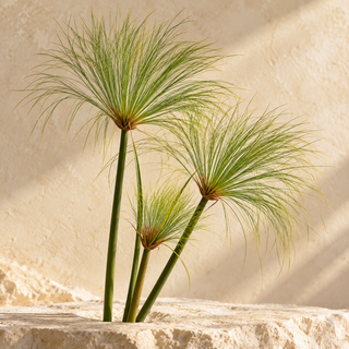 a few natural papyrus stalks and their fine umbrella-shaped heads