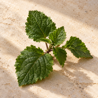 fresh textured green patchouli leaves on a short stem