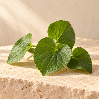 a few fresh heart-shaped violet leaves, no flowers