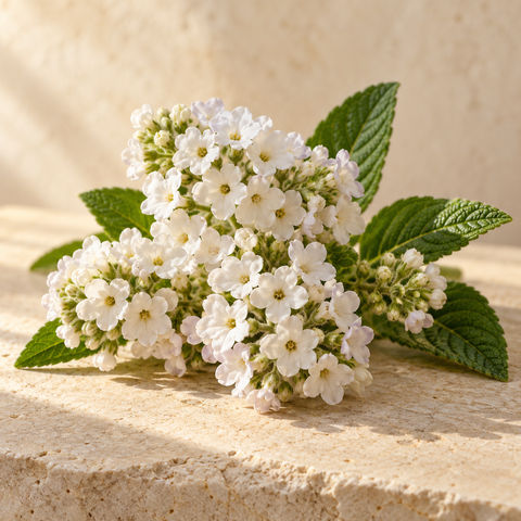 a cluster of small white heliotrope flowers with green leaves