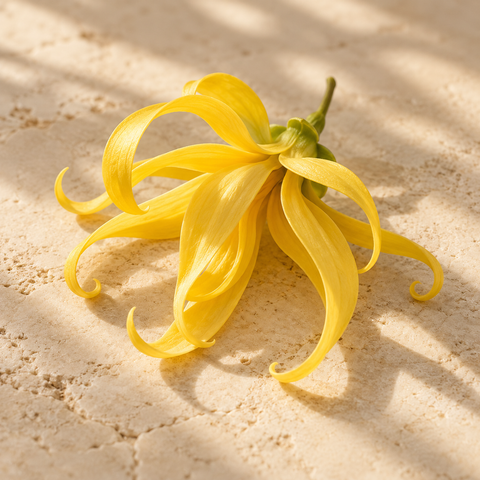 a yellow ylang-ylang flower with long slender curled petals