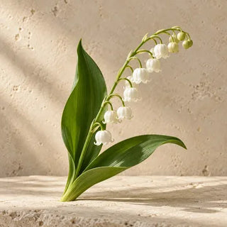 Lily of the Valley scent impression